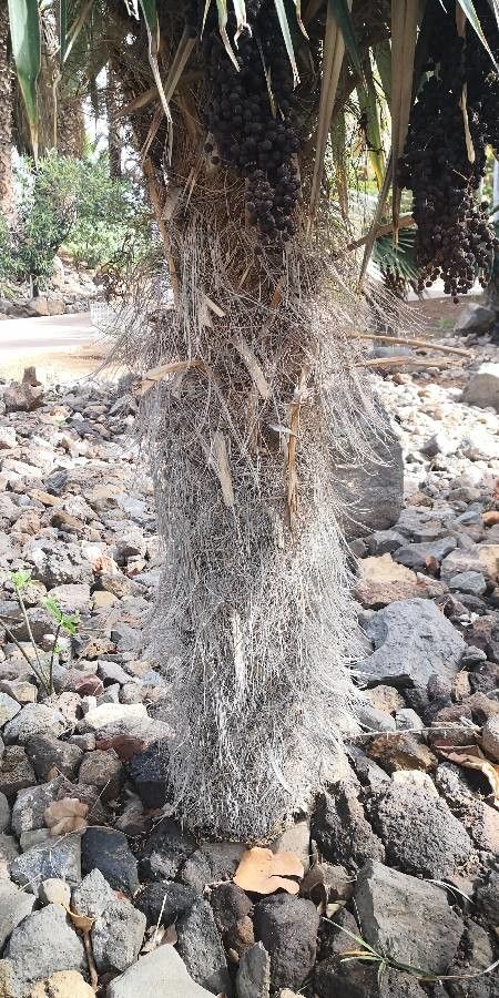 Coccothrinax borhidiana bark