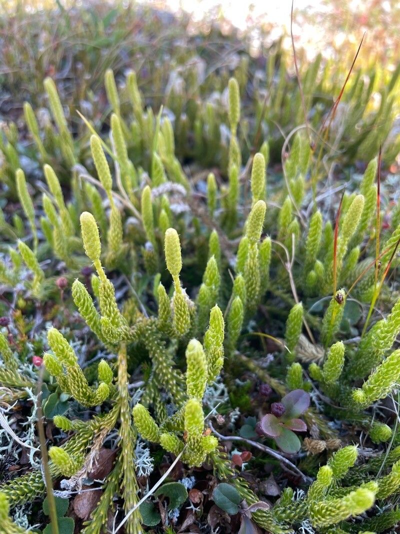 Lycopodium lagopus flower