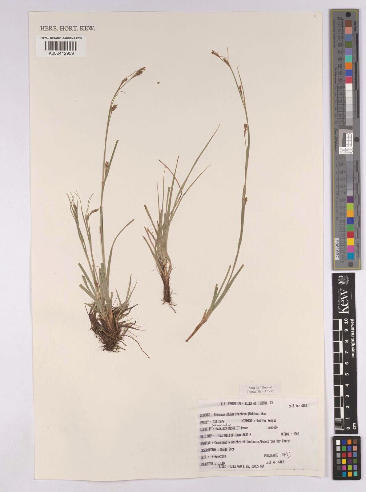 Carex schimperiana — houseplant care guide