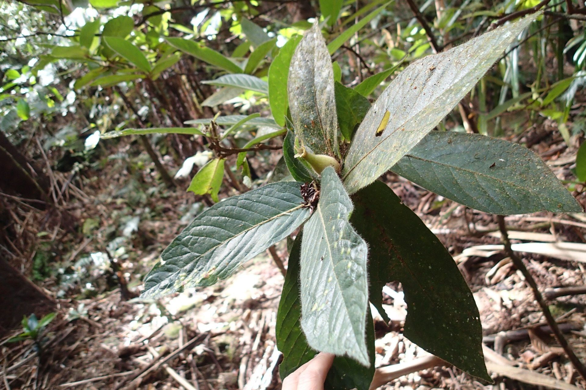 Atractocarpus mollis — search result for 'Atractocarpus'