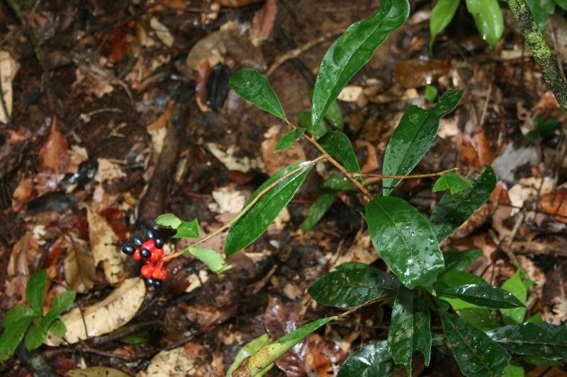 Ouratea pendula habit
