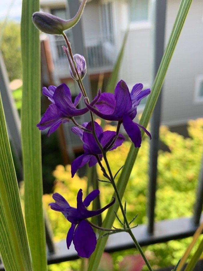 Delphinium hutchinsoniae flower