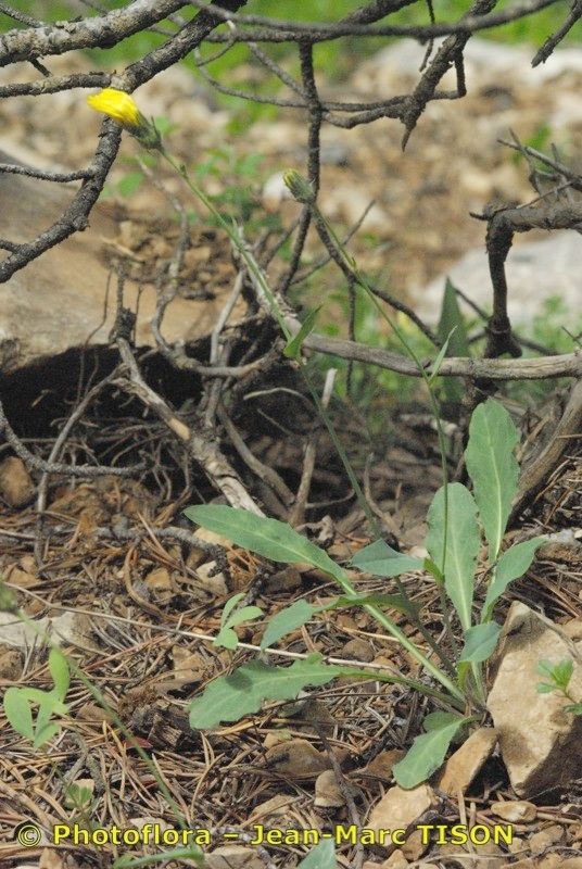 Hieracium hastile — houseplant care guide