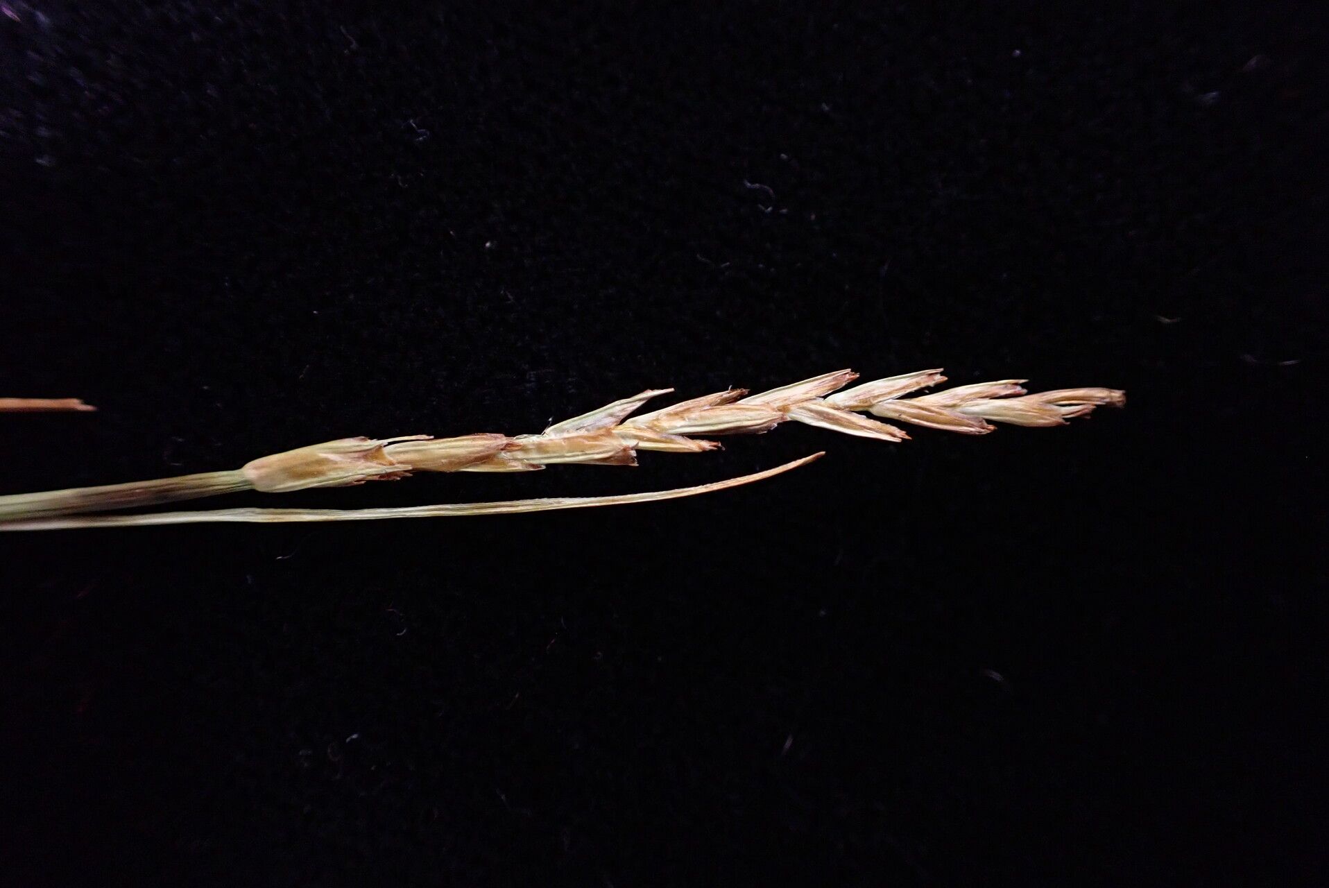 Carex unciniiformis fruit