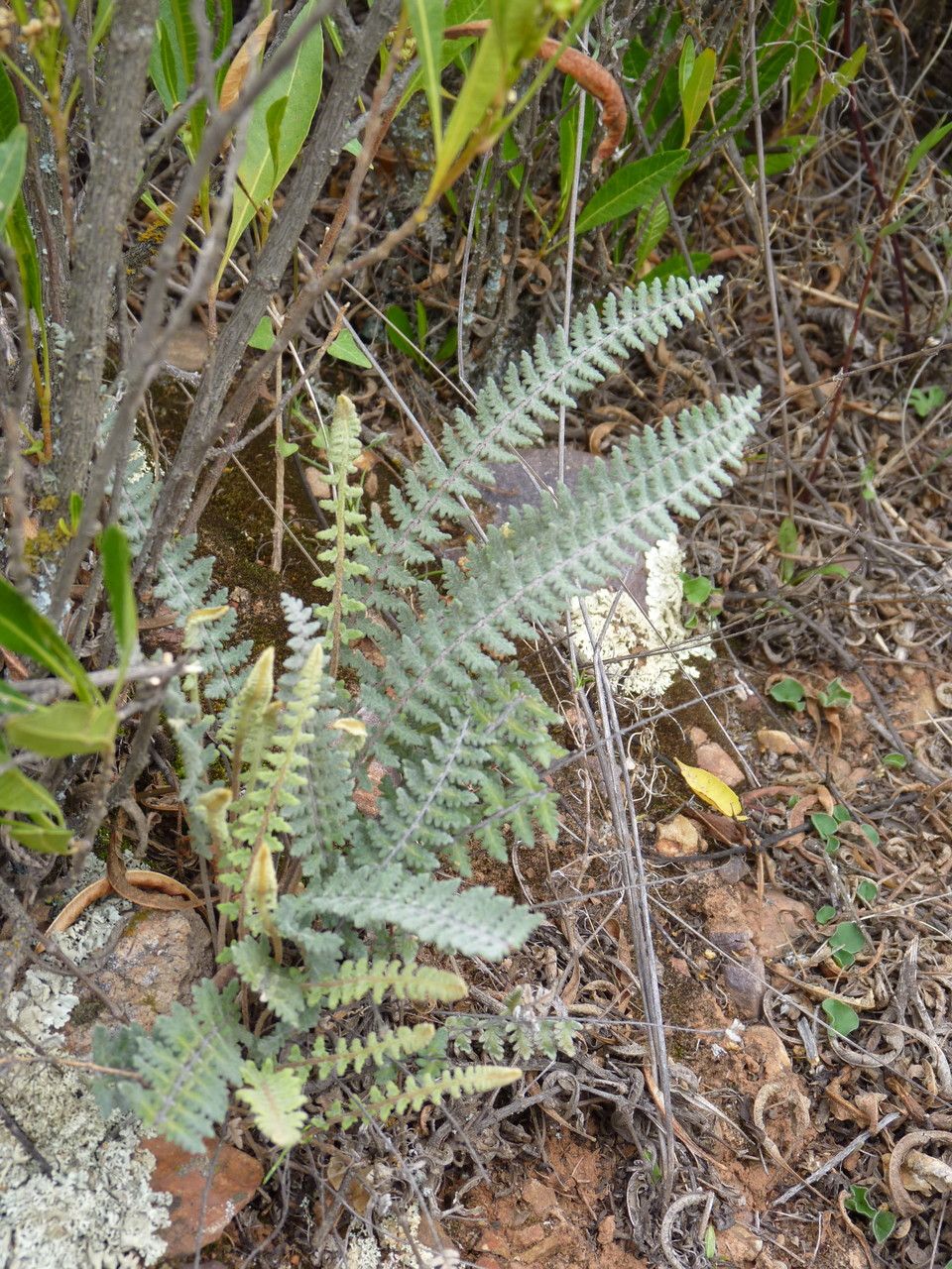Myriopteris aurea habit