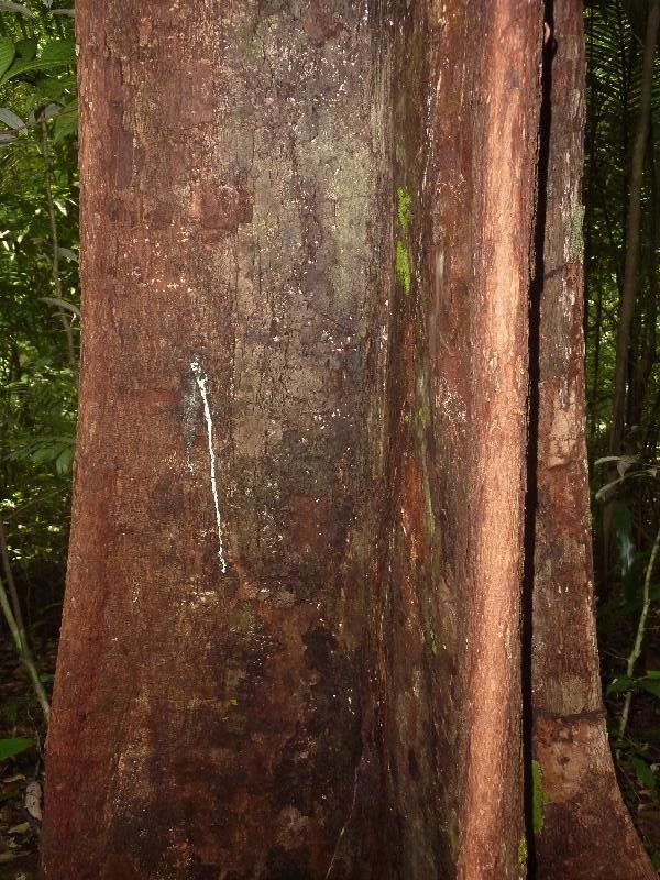 Pouteria maxima bark