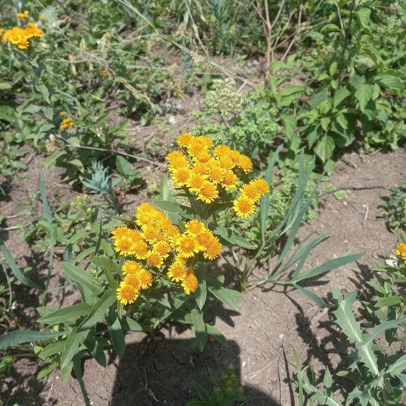Pentanema germanicum flower