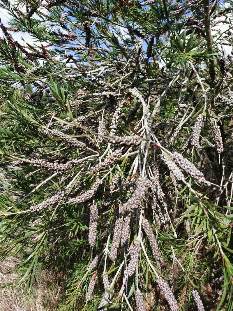 Callistemon coccineus fruit