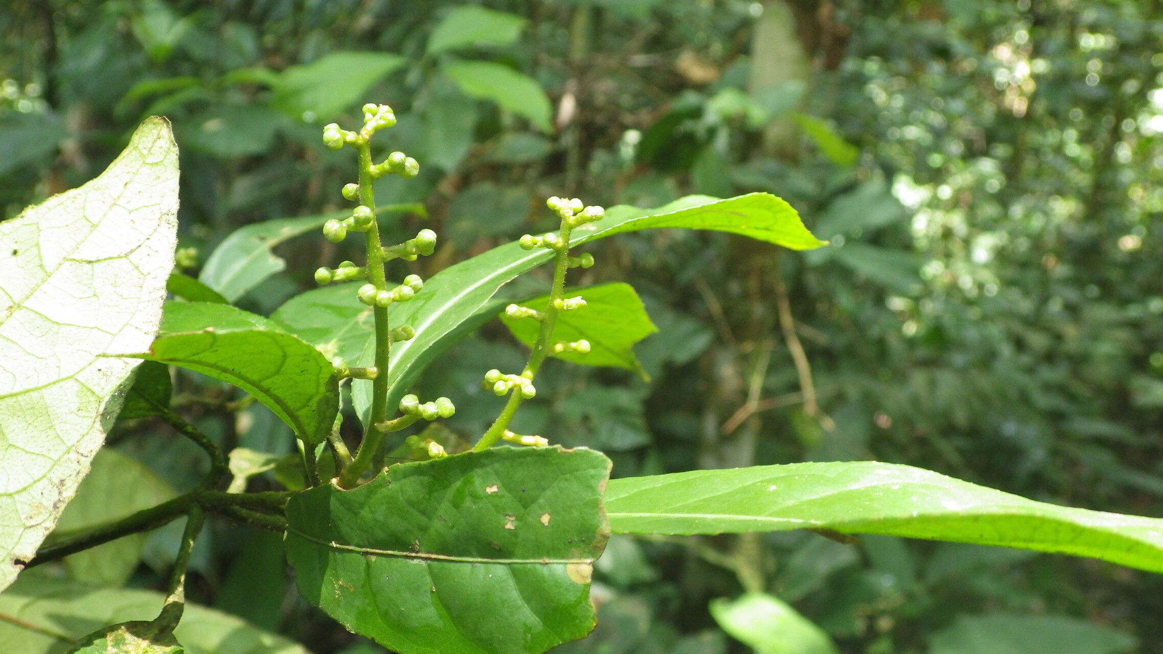 Rinorea longicuspis other