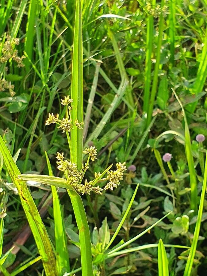 Cyperus exaltatus flower