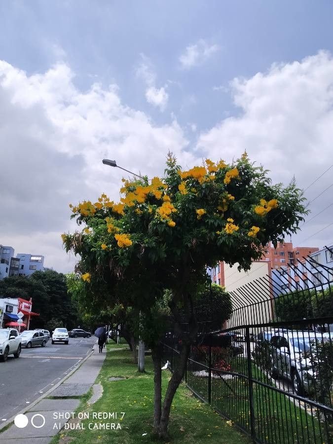 Senna macranthera other