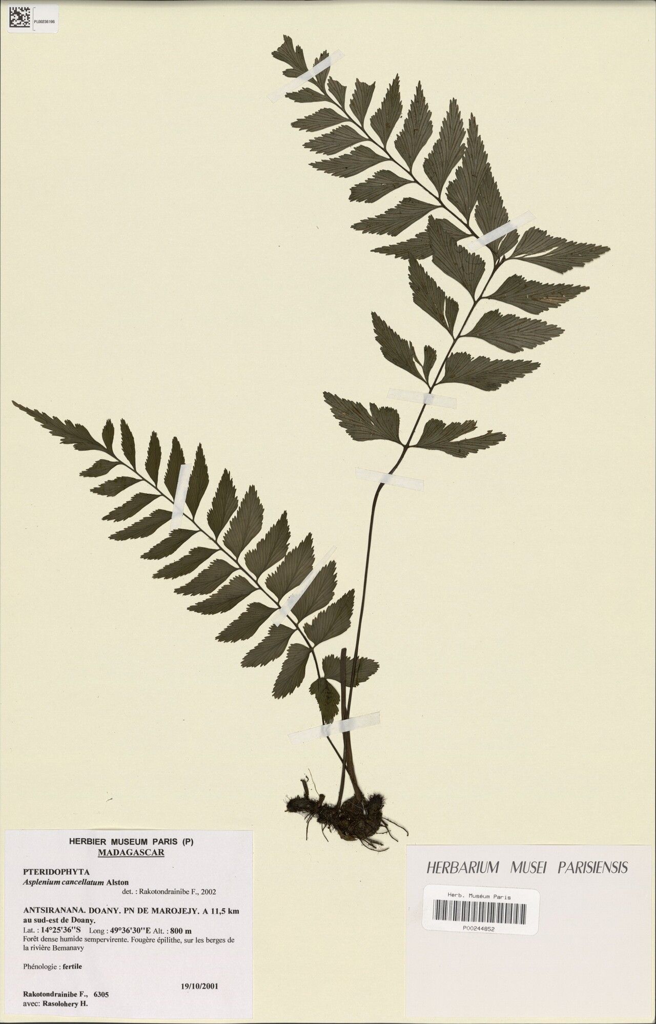 Asplenium befingotraense — houseplant care guide