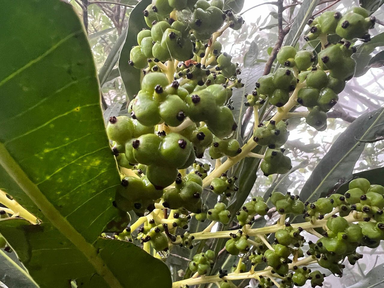 Meryta pachycarpa fruit
