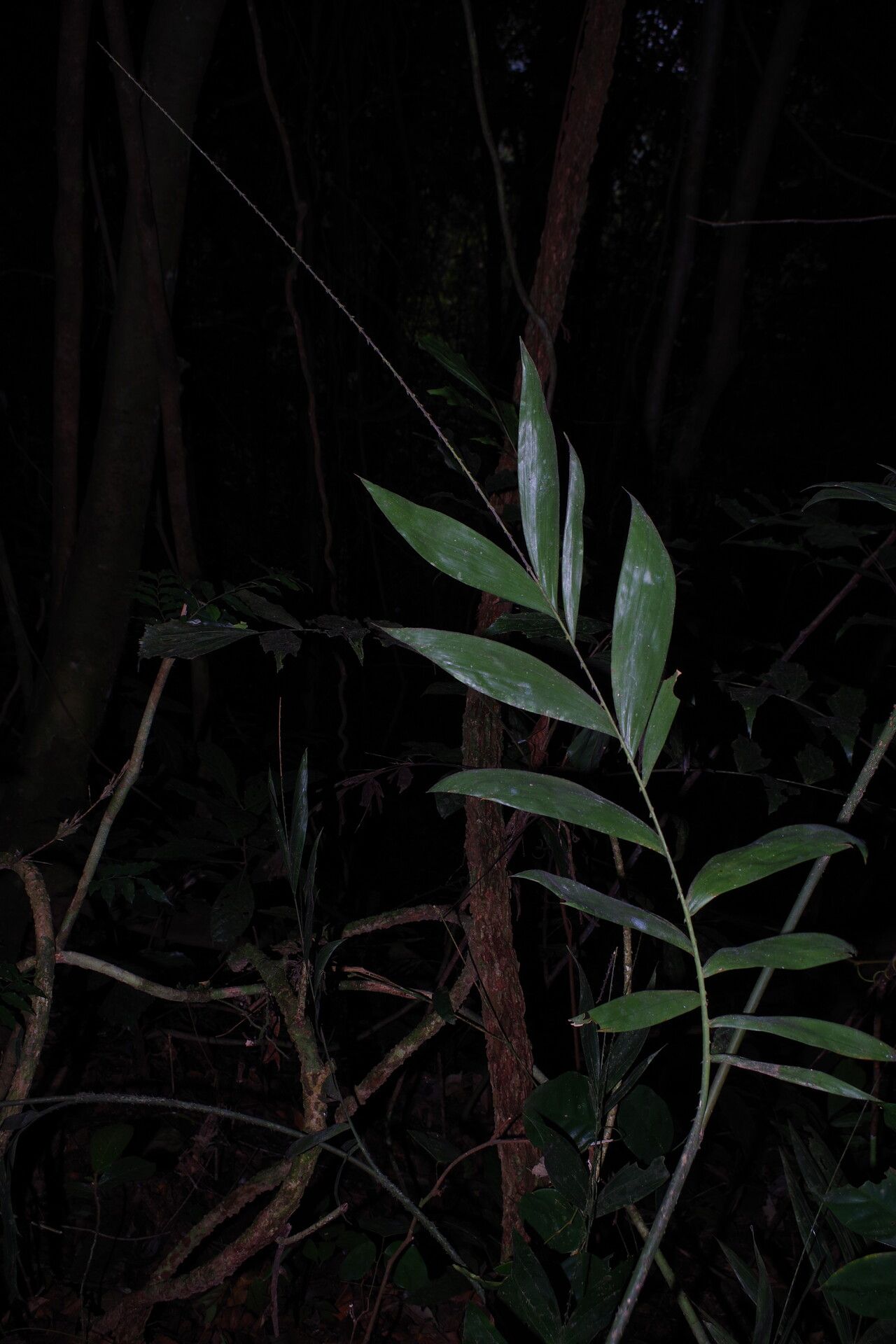 Laccosperma cristalensis — related species from the same genus