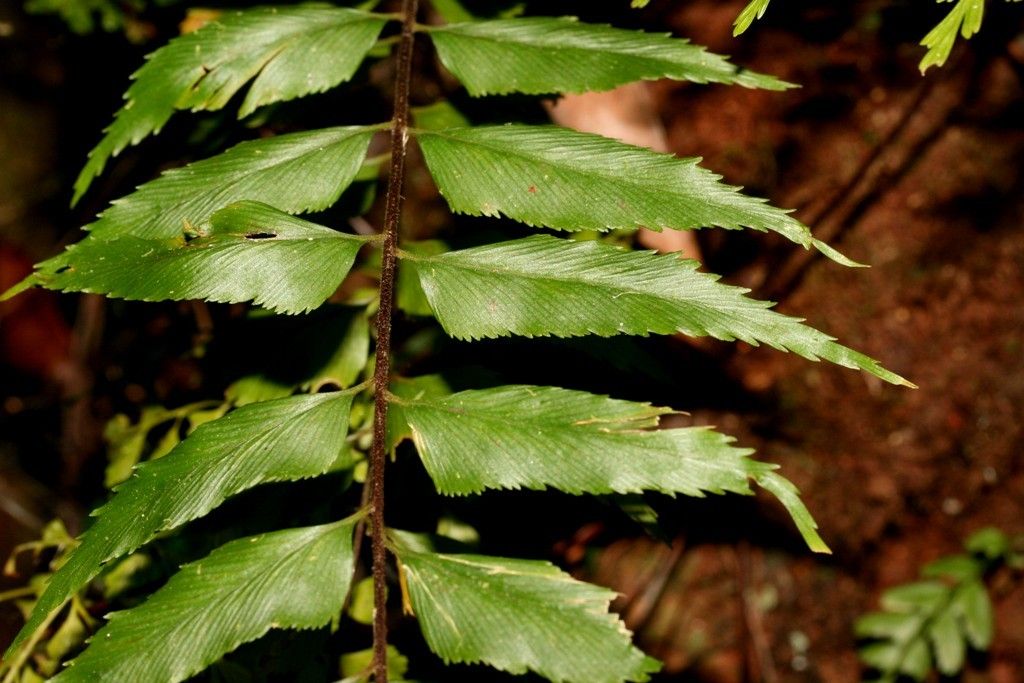 Asplenium filidens leaf