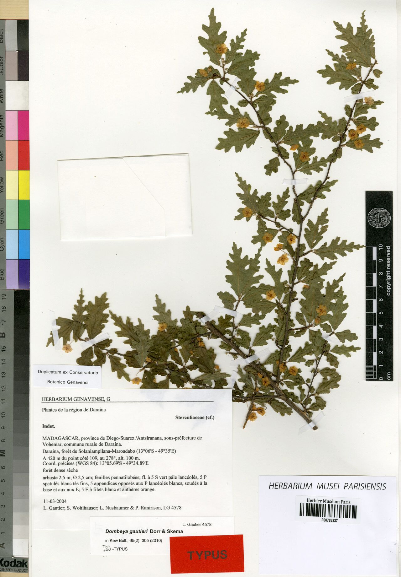 Dombeya gautieri — houseplant care guide