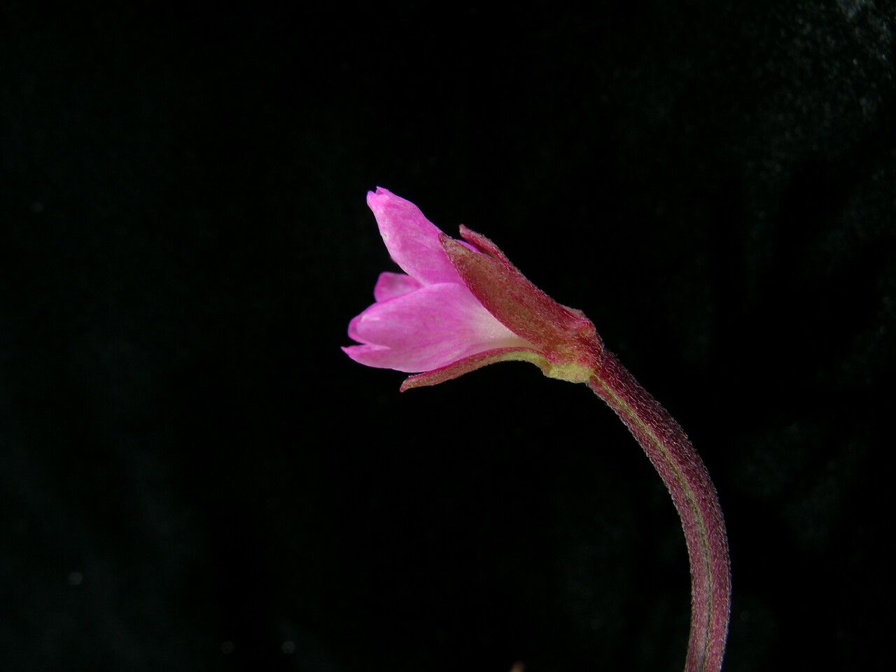 Epilobium cylindricum — search result for 'Epilobium'