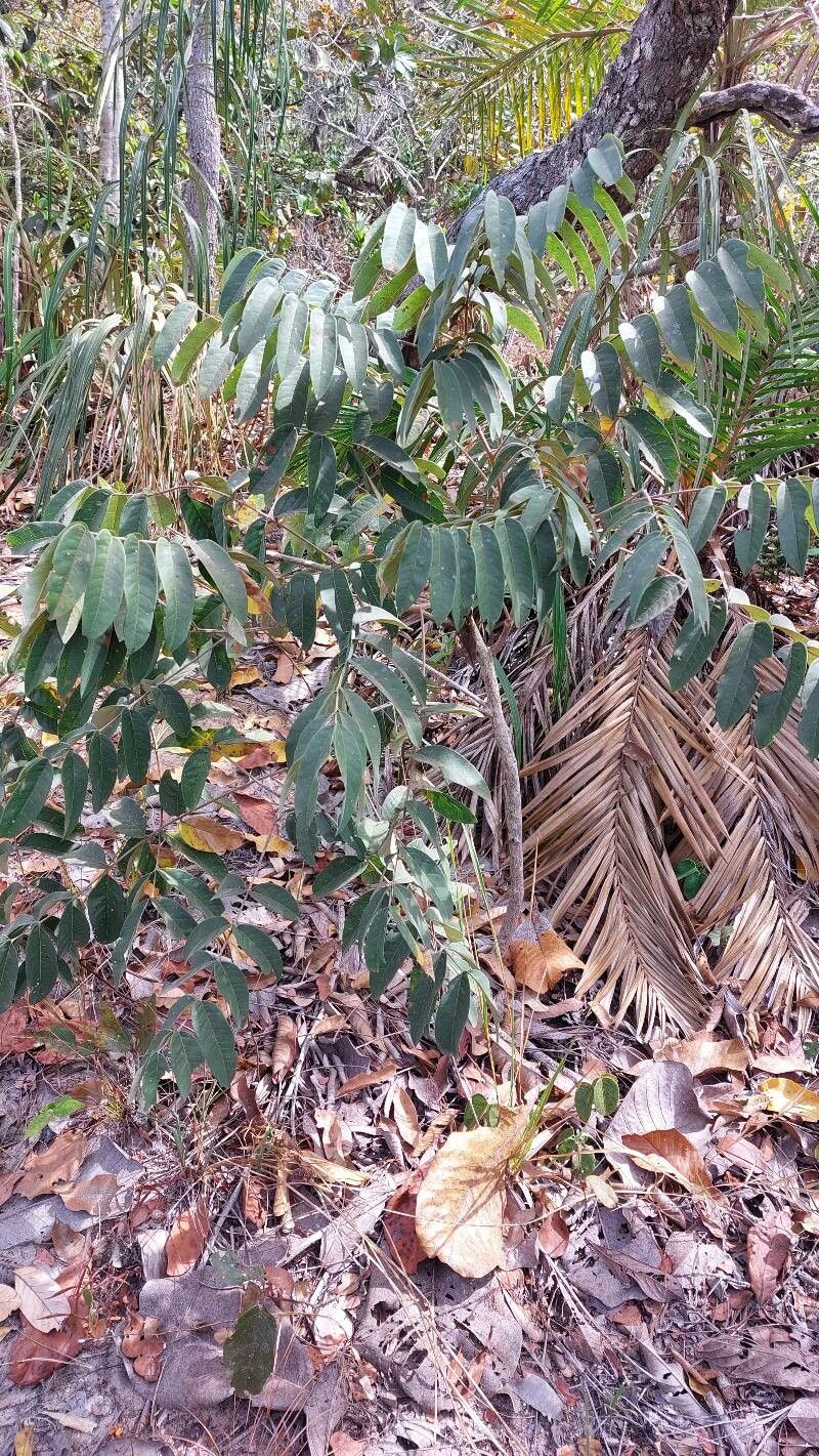 Talisia subalbens habit