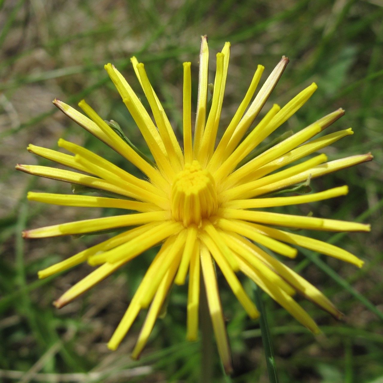 Taraxacum cucullatum flower