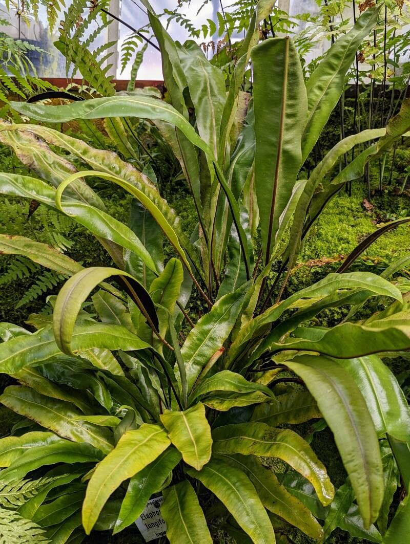 Elaphoglossum longifolium leaf