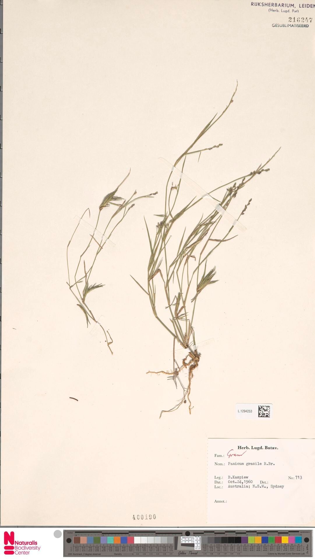 Setaria brownii — houseplant care guide