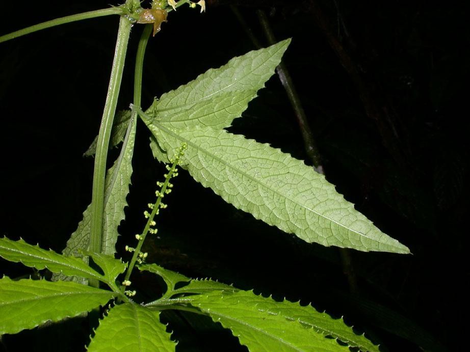 Cyclanthera multifoliola leaf