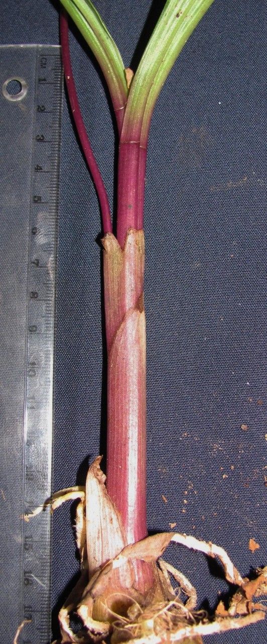 Govenia quadriplicata other