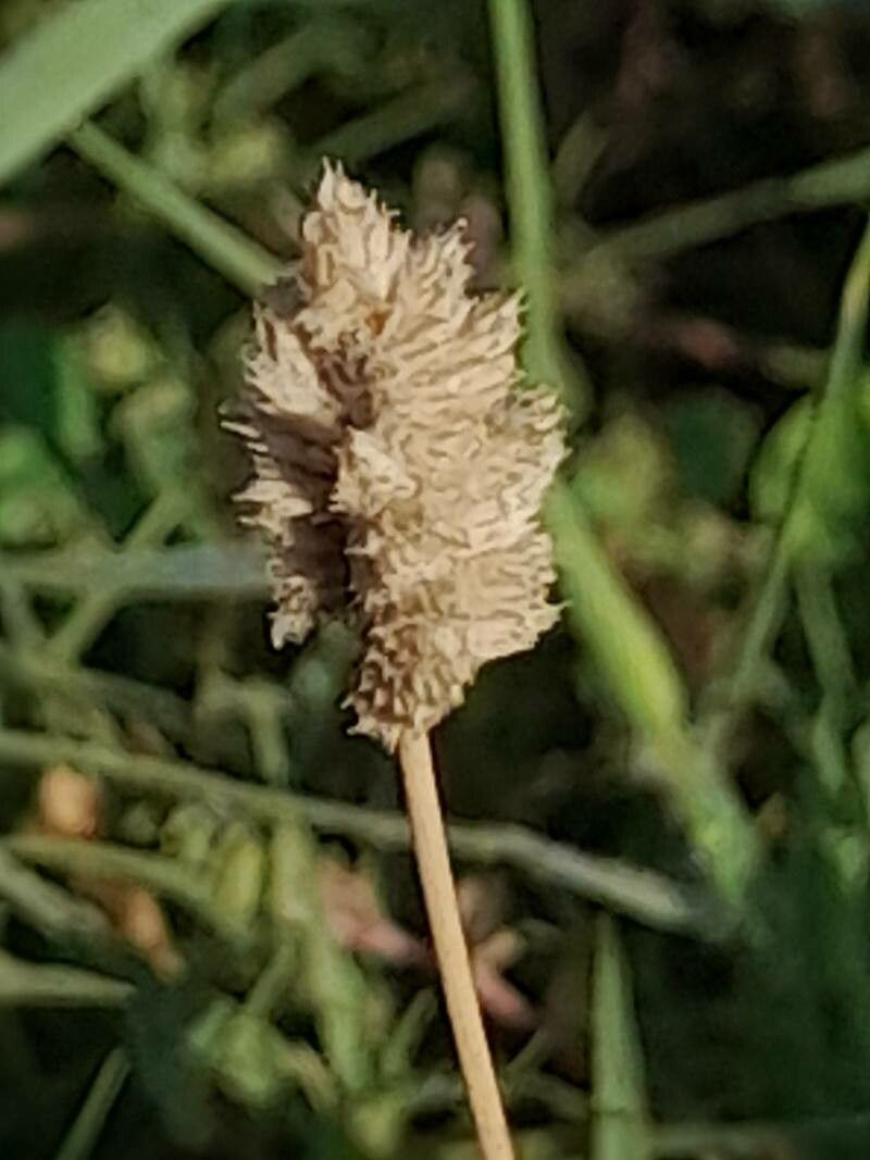 Aeluropus lagopoides fruit