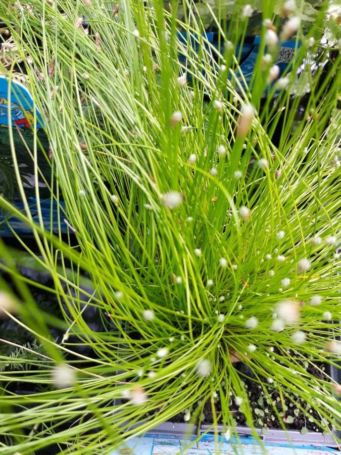 Isolepis cernua — flood tolerant houseplant
