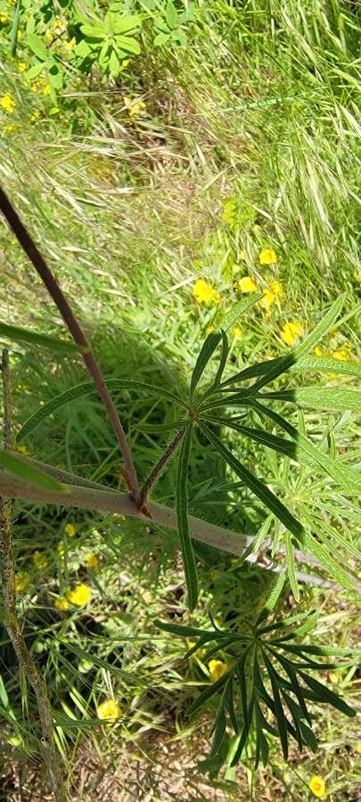 Sidalcea candida — search result for 'Prairie and woodlands of North America'