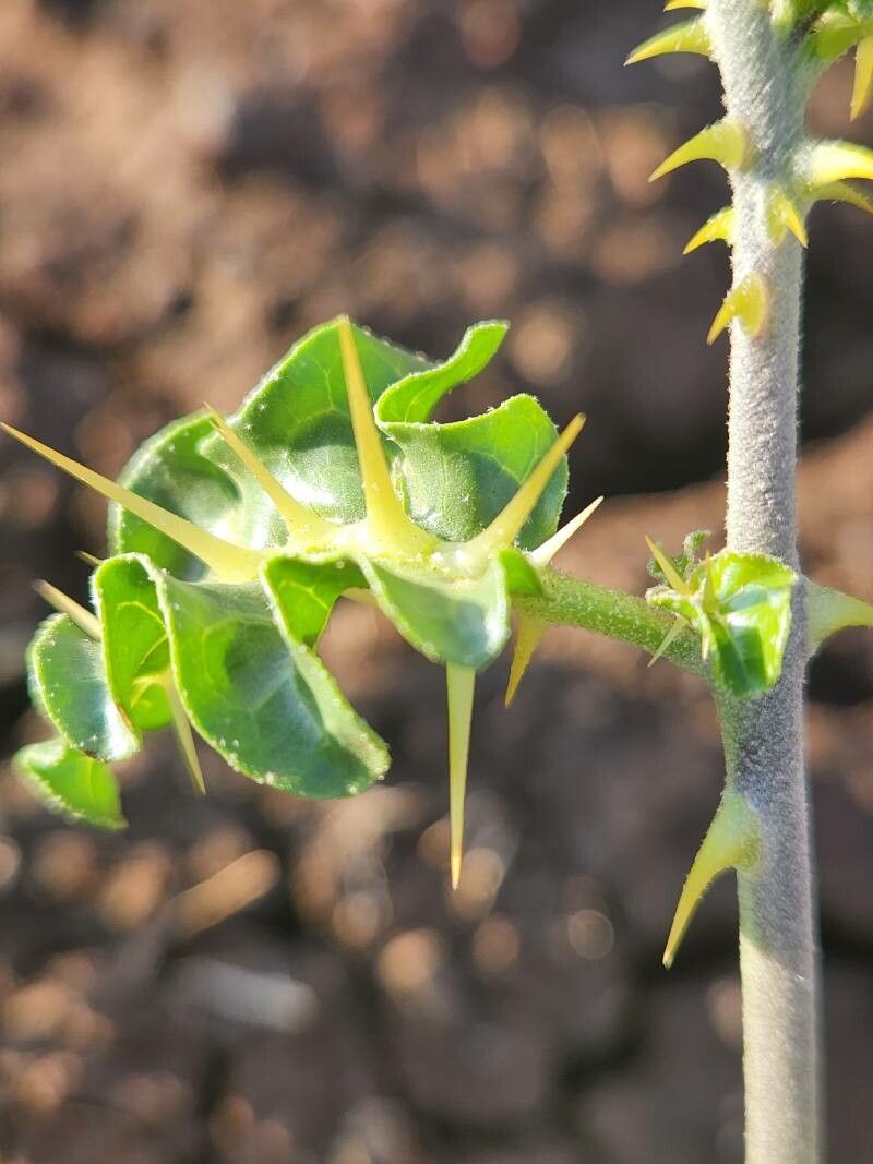 Solanum arundo — search result for 'Arundo'