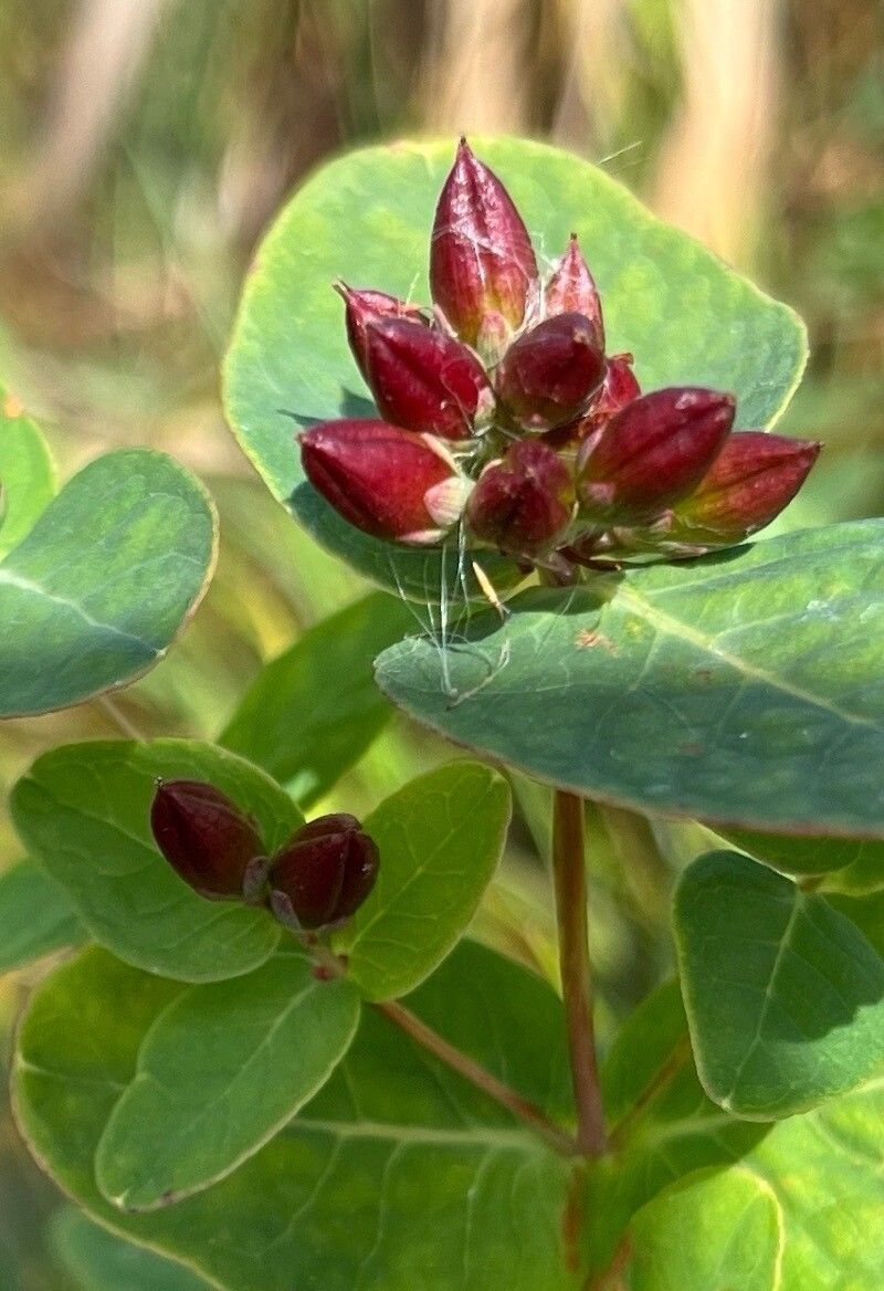 Hypericum fraseri fruit