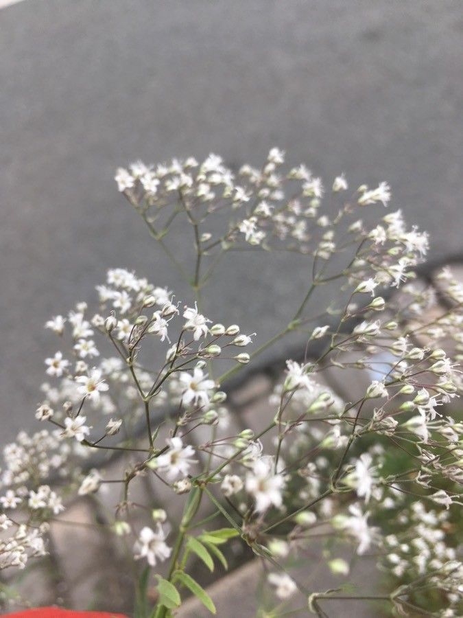 Gypsophila oldhamiana flower