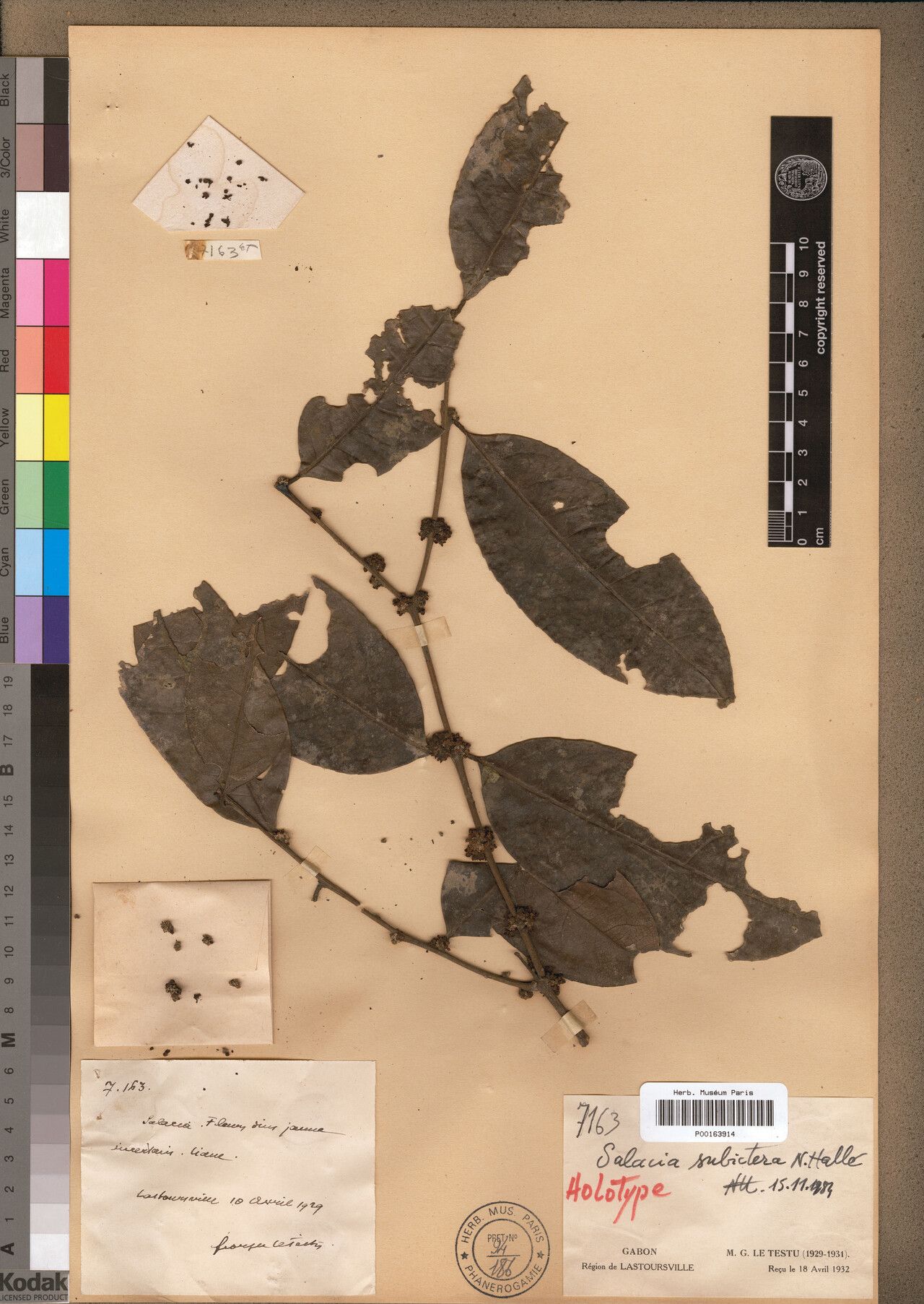 Salacia subicterica — houseplant care guide