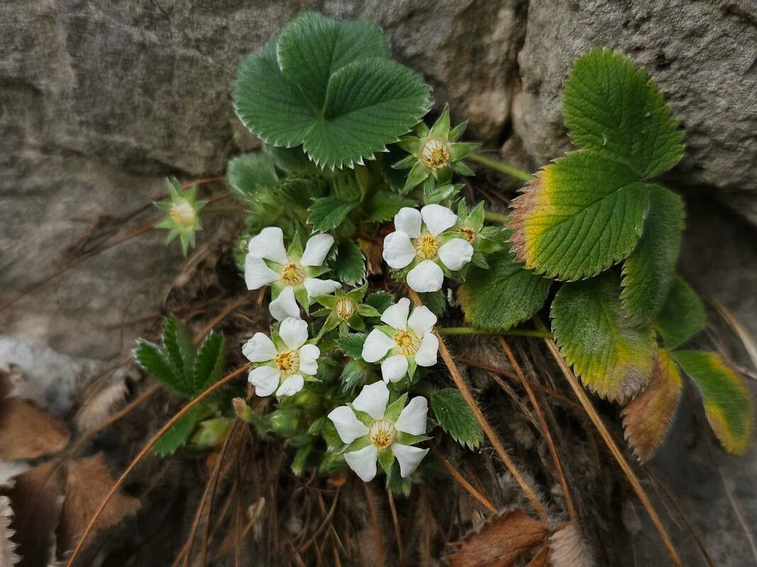 Potentilla carniolica — search result for 'Potentilla'