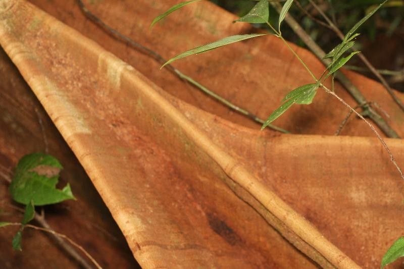 Tachigali melinonii other