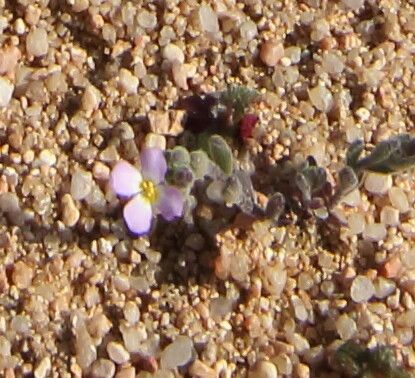 Malcolmia ramosissima flower