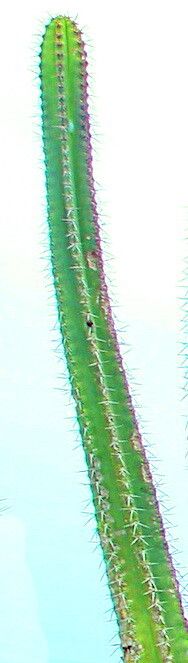 Pilosocereus brasiliensis — search result for 'Pilosocereus'