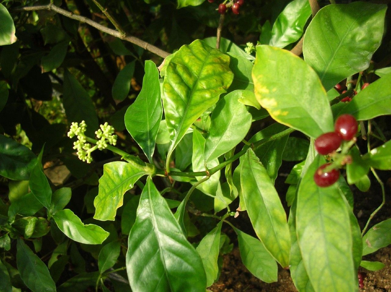 Carapichea ipecacuanha leaf