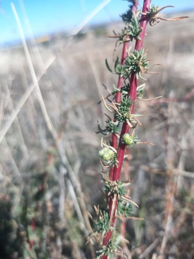Bassia prostrata fruit
