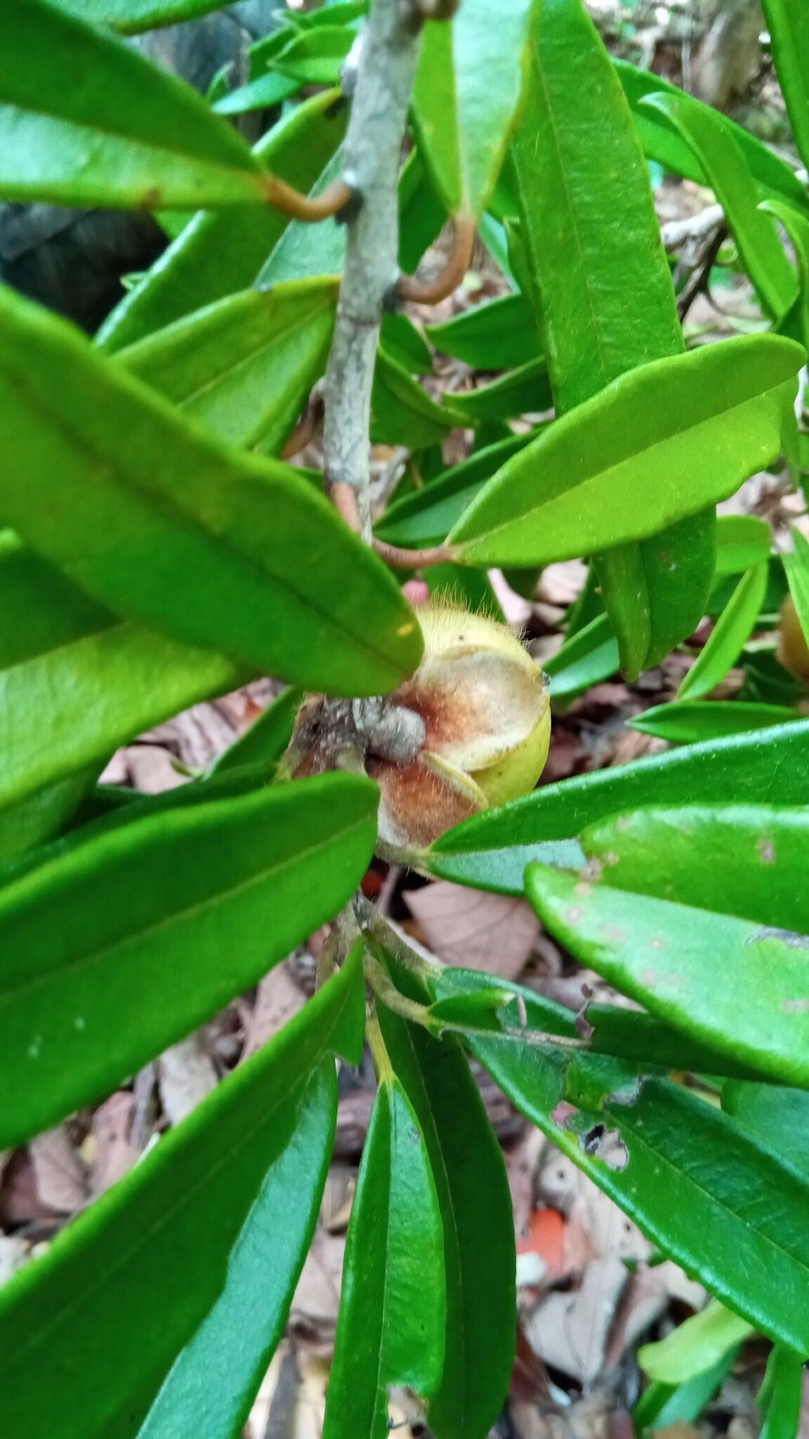 Diospyros urschii — houseplant care guide