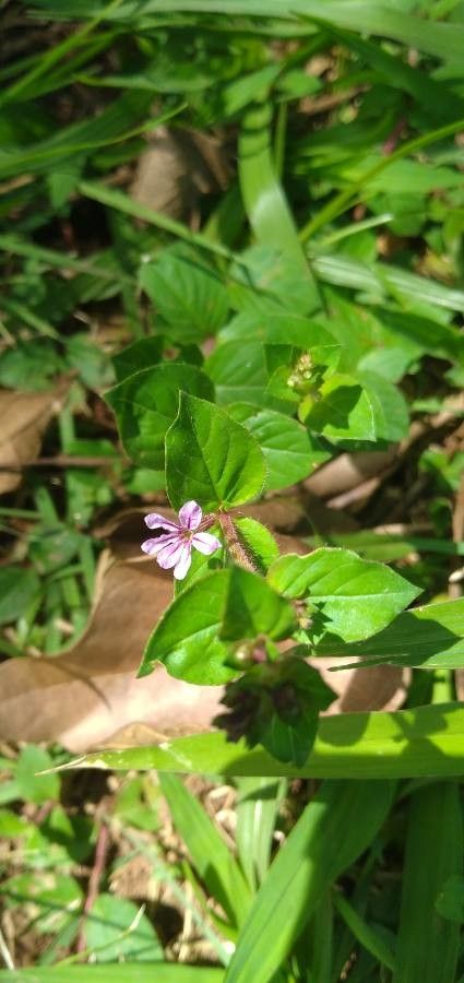 Cuphea strigulosa flower