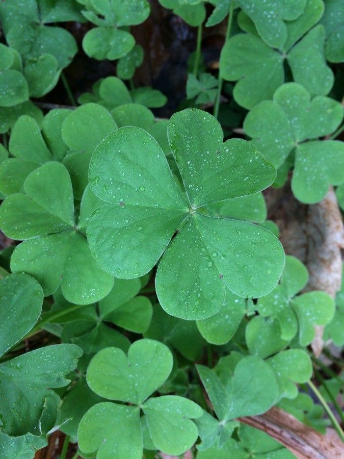 Oxalis floribunda — search result for 'Oxalis'