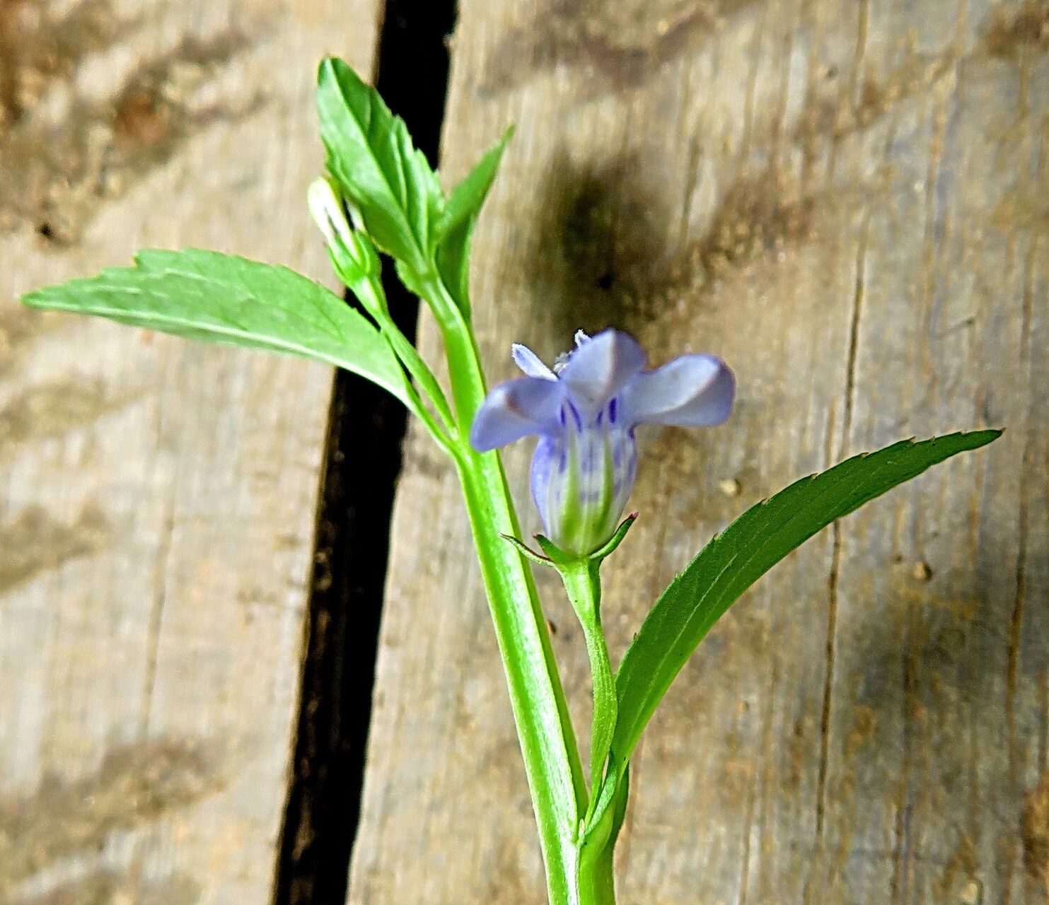 Lobelia flaccida — houseplant care guide
