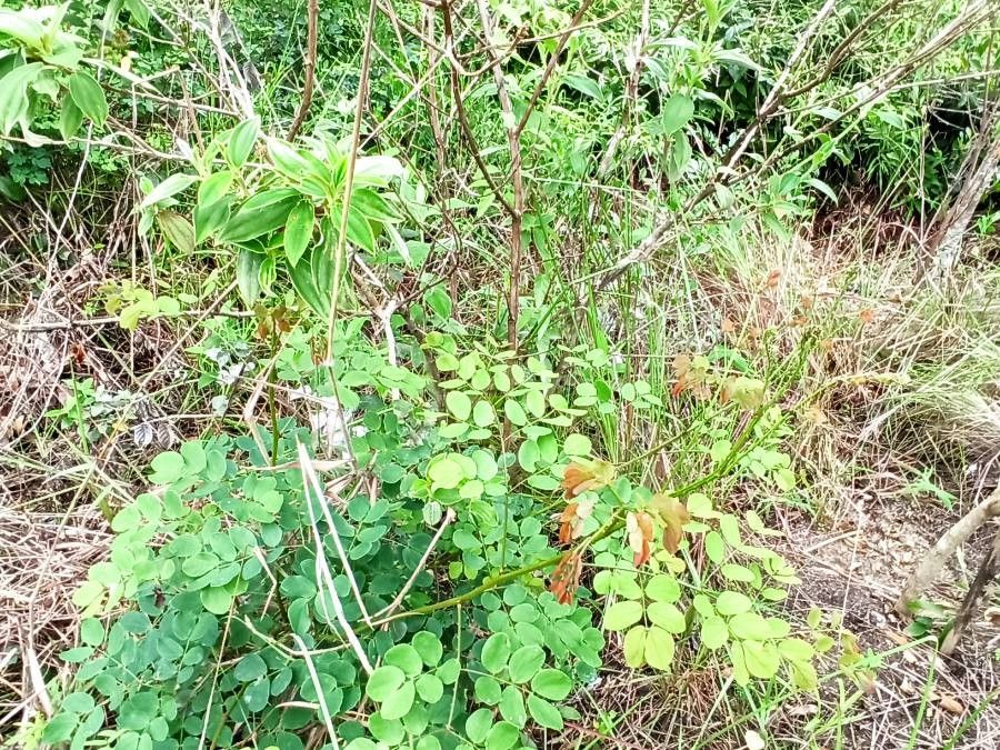 Mimosa ceratonia habit