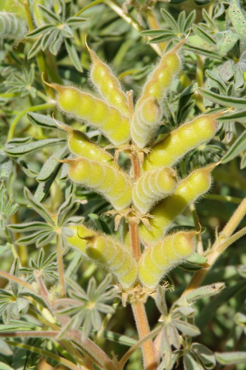 Lupinus digitatus fruit