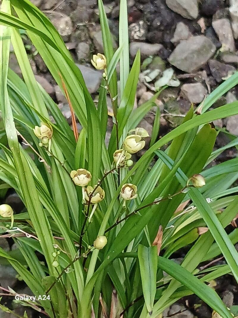 Koellensteinia graminea — houseplant care guide