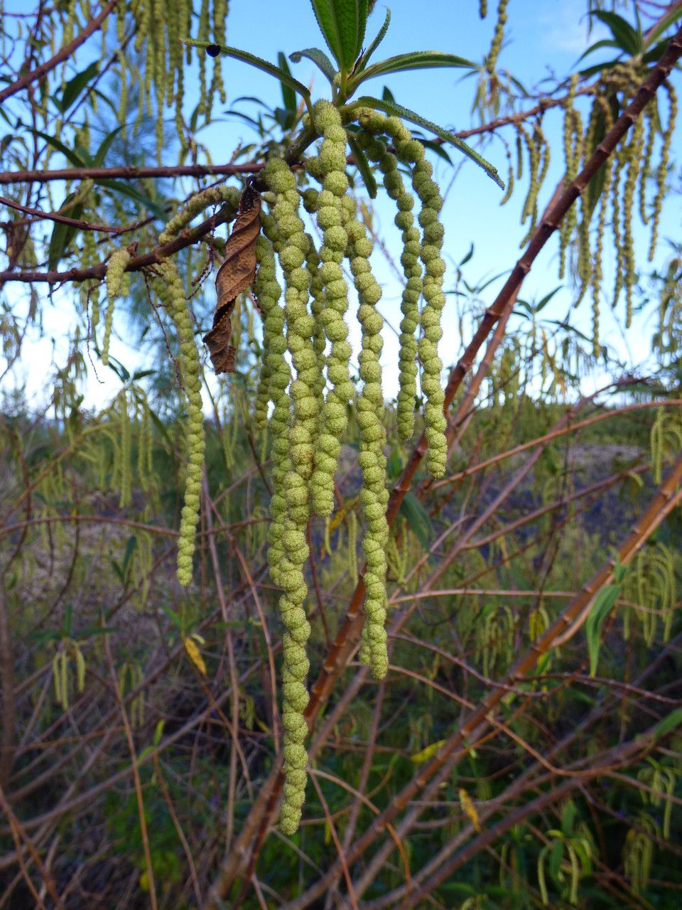 Boehmeria penduliflora flower