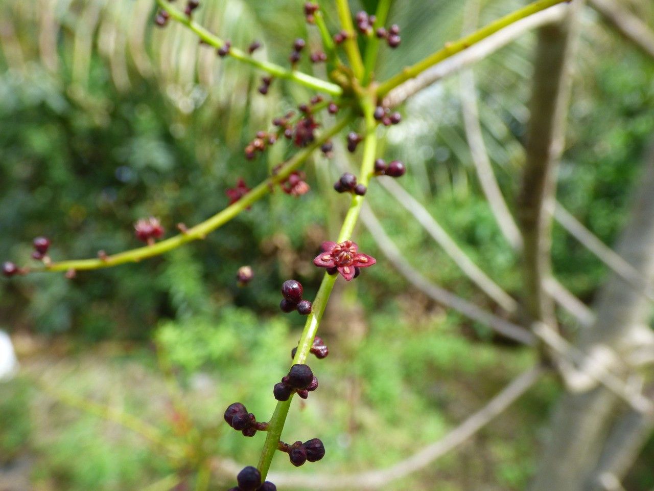 Poupartia borbonica flower
