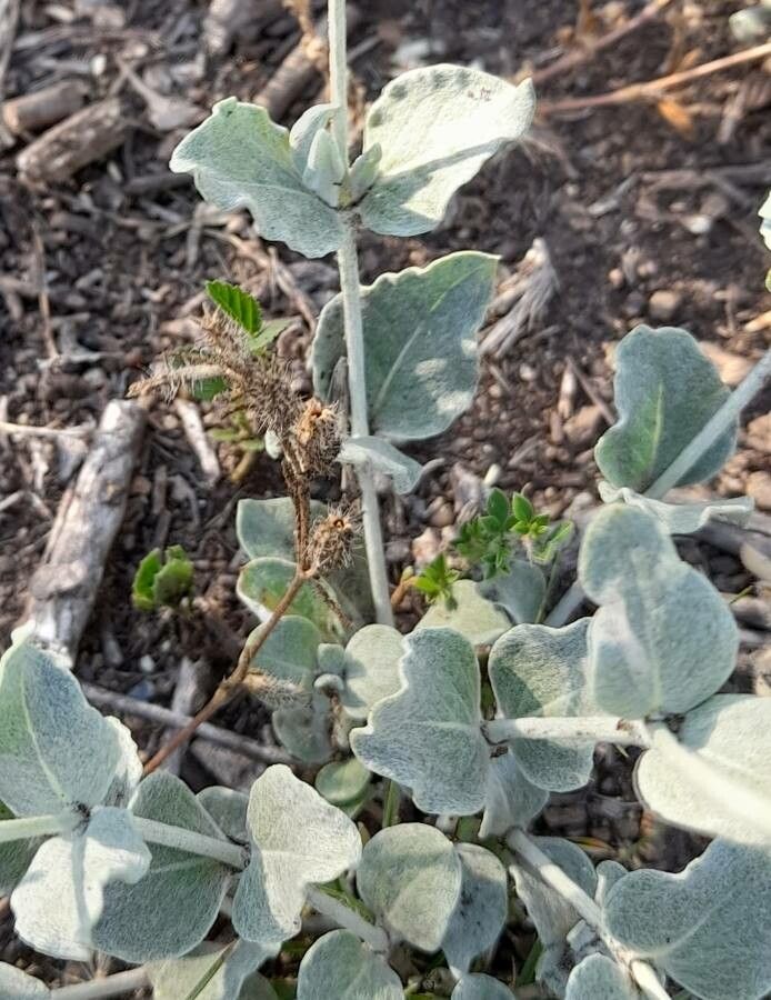 Pfaffia gnaphalioides leaf